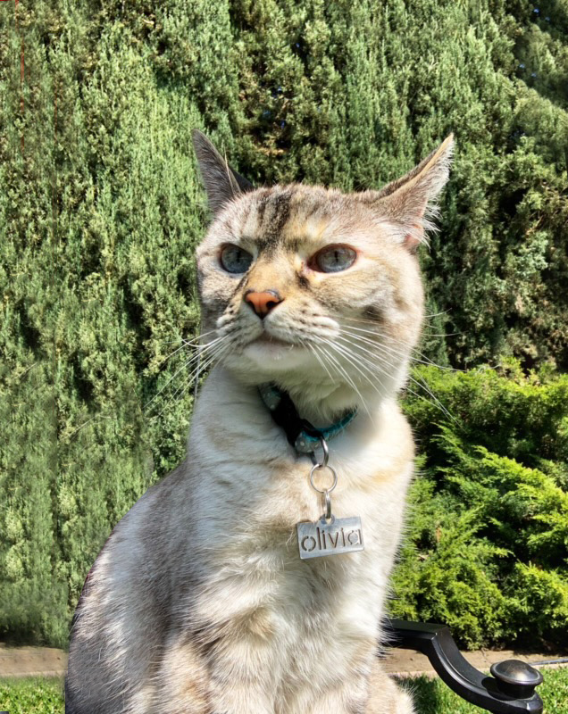 Olivia--Sarsfield Family